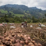 Colombian Food Guide: Latin American Dishes Worth Trying
