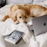 Dog friendly restaurants bournemouth: Complete Guide, Tips, Prices, and Things to Know